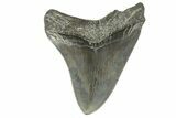 Fossil Megalodon Tooth - South Carolina #170342-1